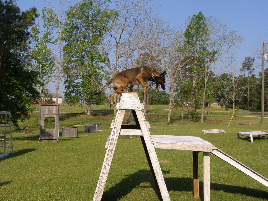 DOD/MWD K-9 Obstacle course